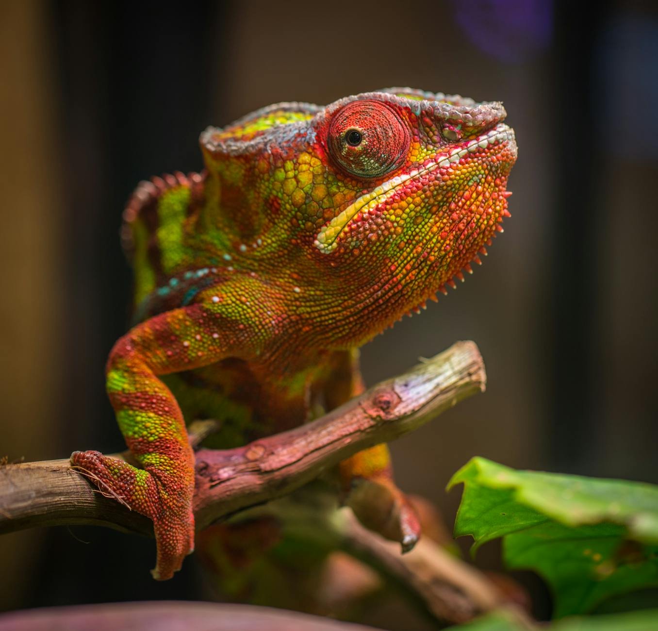 selective focus photography of red and green reptile