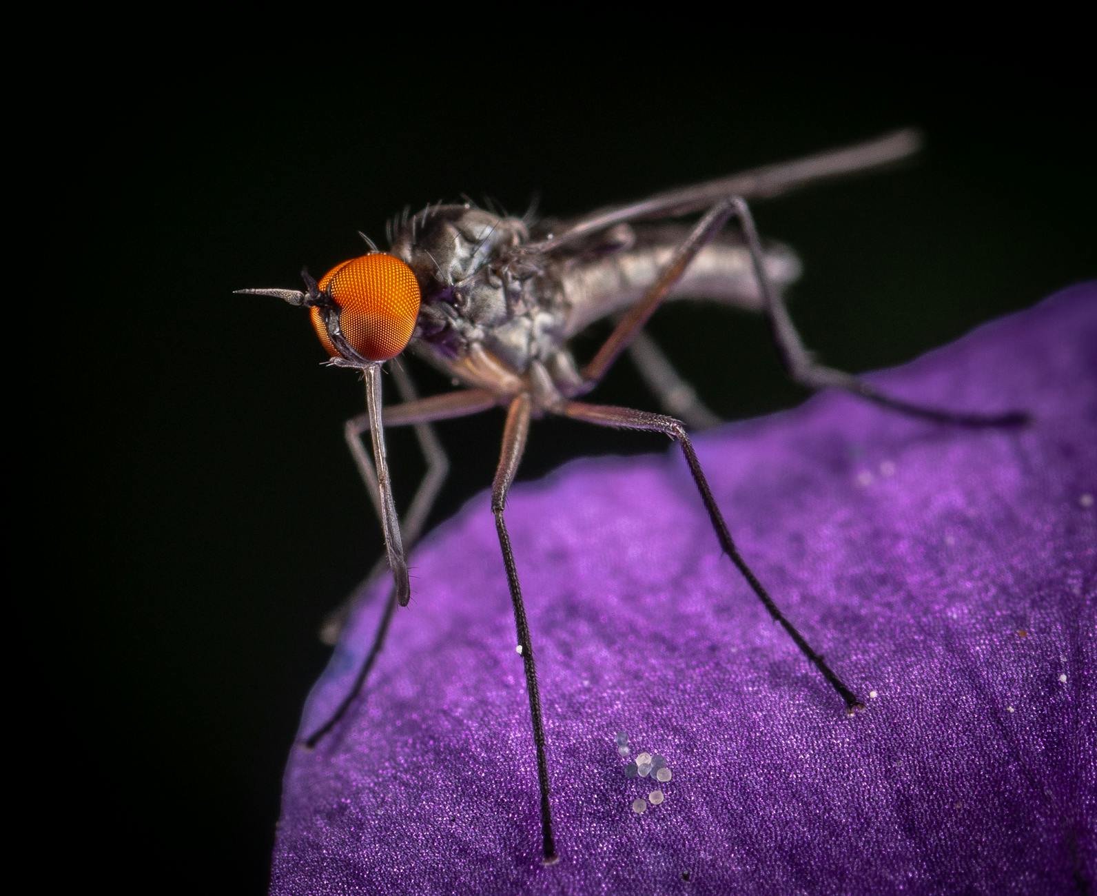 extreme close up of the mosquito